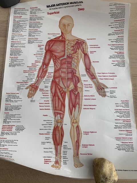 Muscle Building Poster MUSCLE ANATOMY POSTER Anterior Bodybuilding Chart £29.99 - PicClick UK