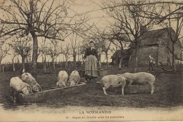 CPA 50 La Normandie Pittoresque - 3043 - Surtout, rappelle-toi bien toutes les c