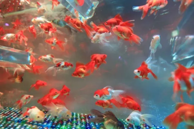 MEDIUM Red White Fantail Goldfish Live Fish for Pond (1.5 inch -2.5 inch)