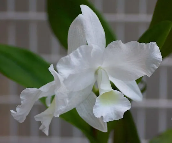 Cattleya C. Skinnerii var alba x self Live Orchid Plant 2B33