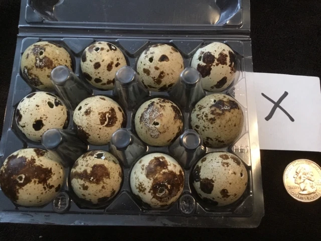 Lote de 12 huevos de codorniz de un agujero artesanías de Pascua de color natural real soplados X