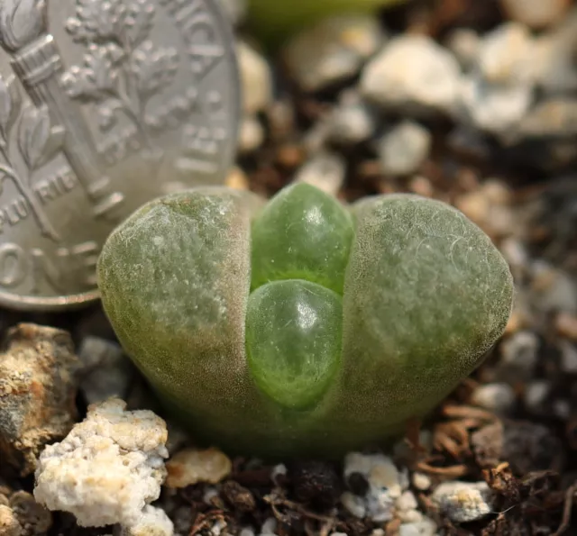 Subasta - Conophytum/Ophthalmophyllum lydiae