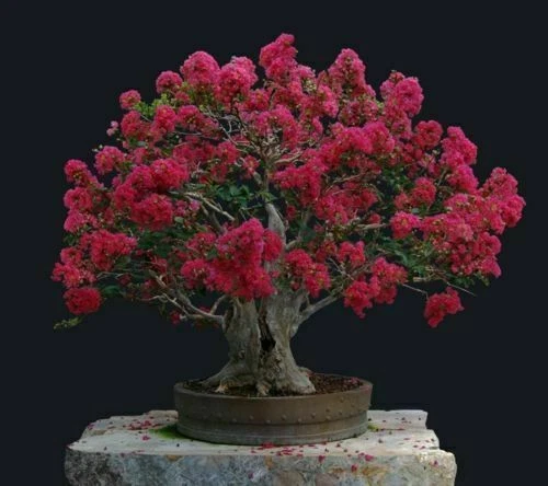 50 Semi Di Carpino Coreano (Carpinus Turczaninowii) Per Coltivare Bonsai - Per Appassionati