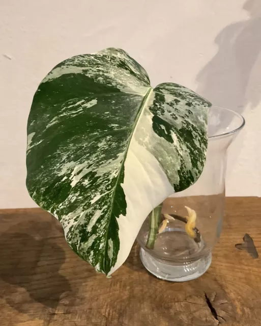 Monstera deliciosa borsigiana variegata Fensterblatt panaschiert