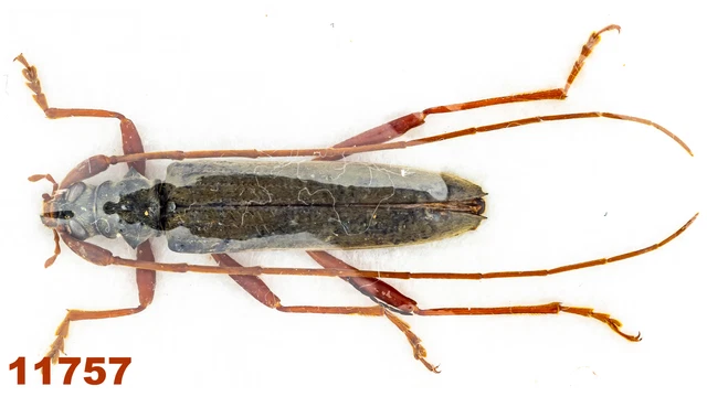Cerambycidae: Distenia sp.   A2, 20 mm, 1 pc