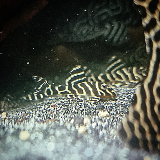 Hypancistrus L333 F1 King Tiger Pleco Live tropical fish 3-6cm