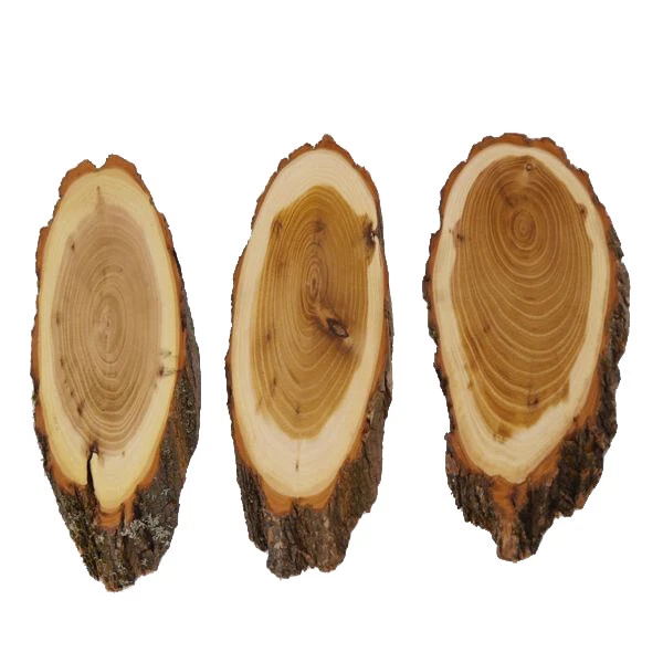 3 Pieza Acacia Escudo de Trofeo Medio Ciervo Corzo Cornamenta Baumschild Af 19cm