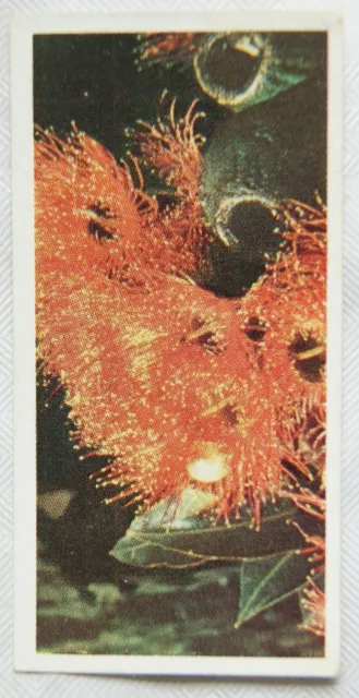 Lyons Tea card Australia No. 32 Red Gum Blossom