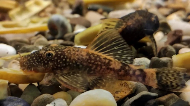 3 Pack Calico Bristlenose Plecos, (Ancistrus sp.) @ 2"-3" Quality Homebred fish 3