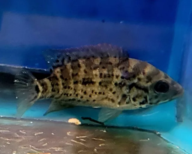 Cuban Cichlid ~2"