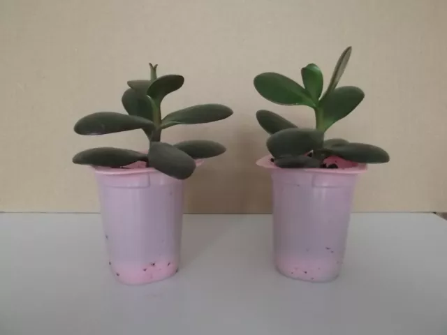 2x Money tree Jade Friendship plant Crassula ovata plant