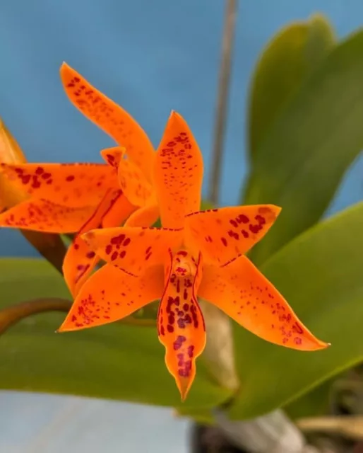 Cattleya Guarianthe aurantiaca’Orange Spot’ X Self Orchid Species 1.5” Pot