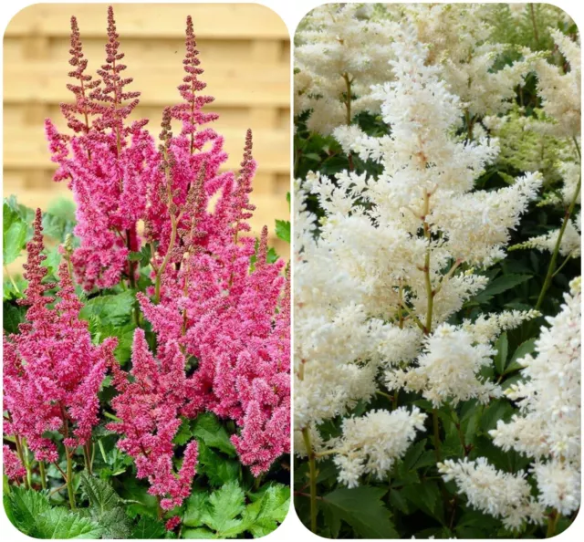 Astilbe Astary Rose and White mix X 6 Mini Plug Plants for potting on