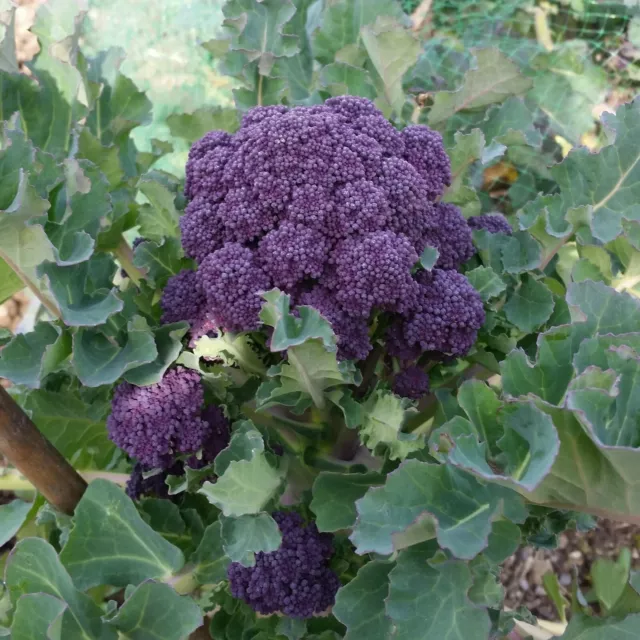 Broccoli PURPLE 100 Seeds HEIRLOOM vegetable garden autumn winter spring brocoli