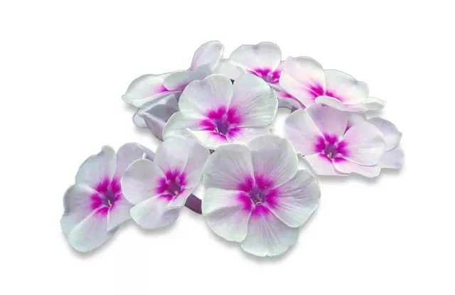 100 graines Fleurs à semer - Le Grenier d'Abondance - PHLOX de Drummond à grande 3