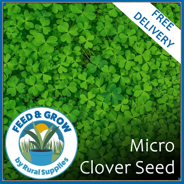 MICRO CLOVER 100 Or Grass Mix Premium Clover Seeds Luxury Lawn