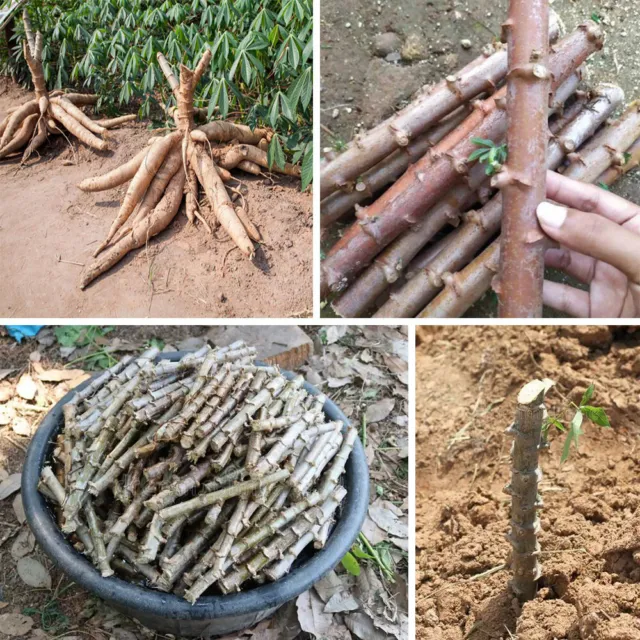 5 Organic Cassava Plant Live Cuts Yuca Manihot Esculenta Manioc Tapioca Cuttings