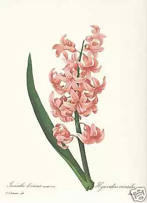 Gartenhyazinthe - Hyacinthus  FAKSIMILE Redoute 1833