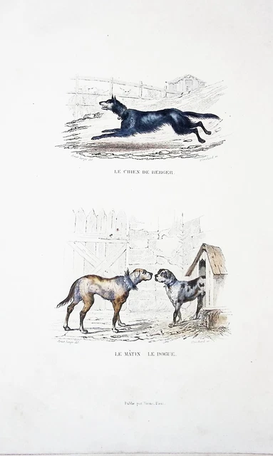 Lithographie Colorise A La  Main Tire De Buffon 1834 Chien De Berger  Matin