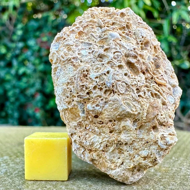 Jurassic Coral Fossil from Wiltshire, UK - Genuine Fossils for Sale