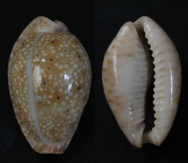 Seashells Cypraea ocellata COWRY 23.5mm F+++/GEM superb pattern marine specimen