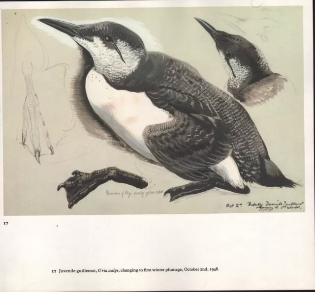 Beau Vintage Oiseau Imprimé ~ Juvénile Guillemot Hiver Plummage ~ Tunnicliffe