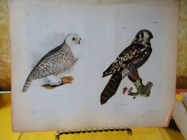 Vintage Print,NY Nat'l.Hist.,Birds,1844,AMERICAN HAWK OWL; SNOWY OWL,J.W.Hill