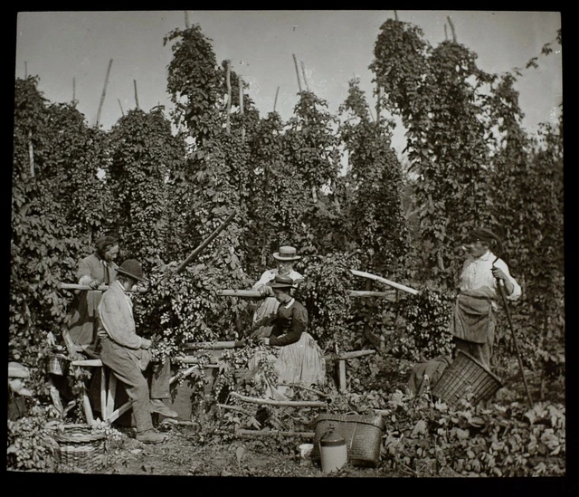 ANTIQUE Magic Lantern Slide HOP PICKERS KENT C1890 VICTORIAN PHOTO
