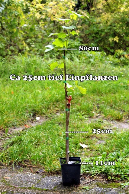 Weinrebe , pilzfeste Tafeltraube Galachad. 3