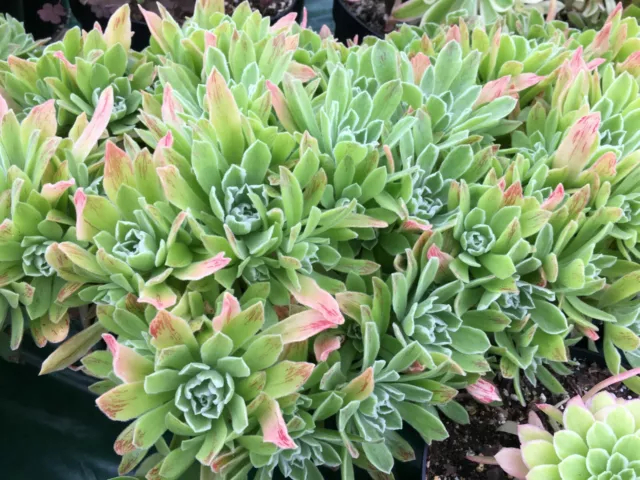 Aeonium goochiae ""Ballerina"" | Hybrid | Surreale Sukkulenten 3