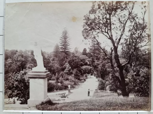 C 1883 Foto Royal Botanischer Gärten Sydney NSW Australia Von Captain Samuel Süß