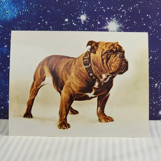 MACK English Bulldog Print New Old Stock Full Color 8.5"×6.5"