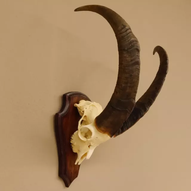 Ziegenschädel Billy Goat Antlers Hl 53 + 55 CM Skull Trophy Shield