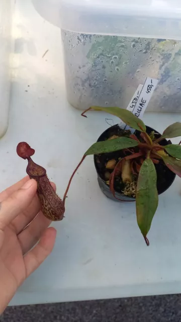 Nepenthes ceciliae, carnivorous pitcher plant