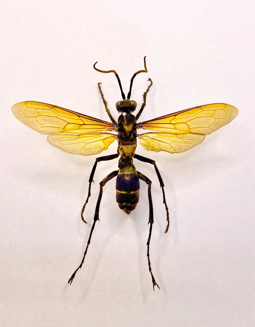 ENTOMOLOGY TAXIDERMY : Vespidae Pepsis Ssp. 1996. 37+/-mm A1-,A2 EUR 8 ...