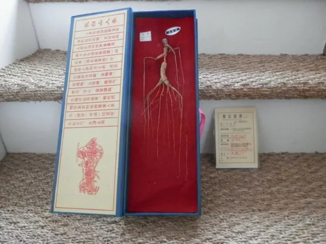 Panax Ginseng sauvage séché avec certificat Chine et coffret Dried Wild Ginseng