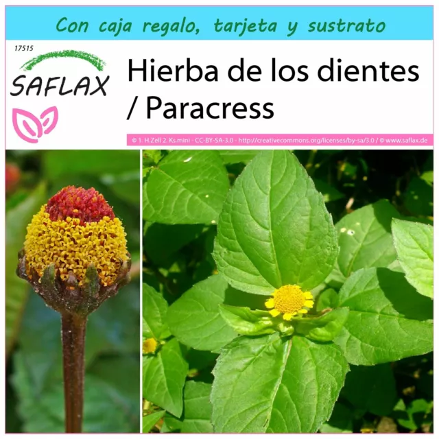 SAFLAX Set regalo - Hierba de los dientes / Paracress - 500 semillas - Acmella