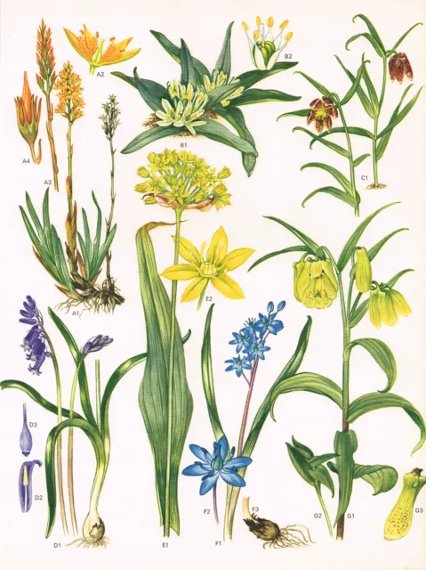 Bog Asphodel Bluebell Two Leaved Squill Flower Plant Print WFOTW#24