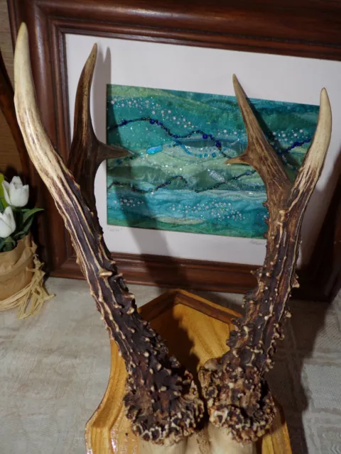 Real Roe Deer Antlers Taxidermy