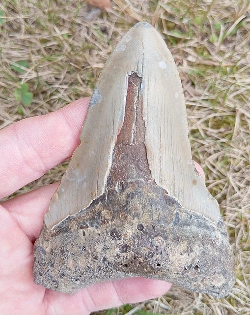 Véritable Dent De Requin Mégalodon Fossilisée Naturelle - Véritable Fossile Préhistorique Géant