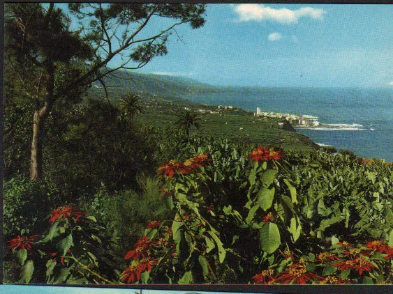 Postal Puerto De La Cruz Tenerife Islas Canarias Postcard Postkarte      Cc02115