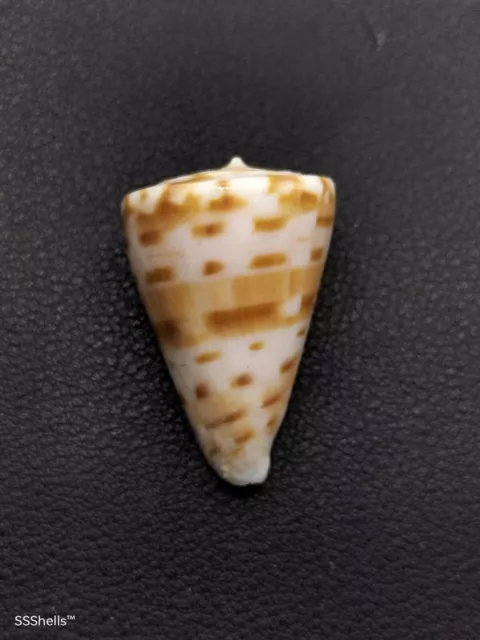 Uncommon, Conus advertex cone seashell. 31mm Australian Sea shell. Beach #6869