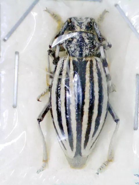 Cerambycidae, Eodorcadion (Ornatodorcadion) brandti brandti NE Kazakhstan