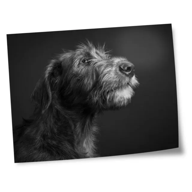 8x10" Prints(No frames) - BW - Irish Wolfhound Dog Breed  #35331