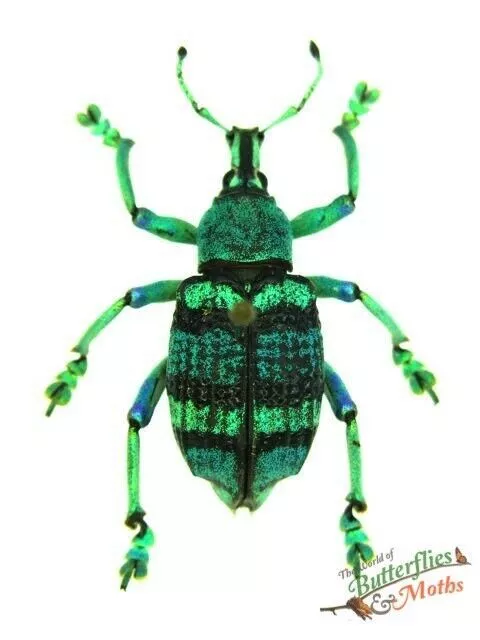 Eupholus Schoenherrii Weevil Beetle A-SET x1 Entomology NOT PERFECT T2 NOT LIVE