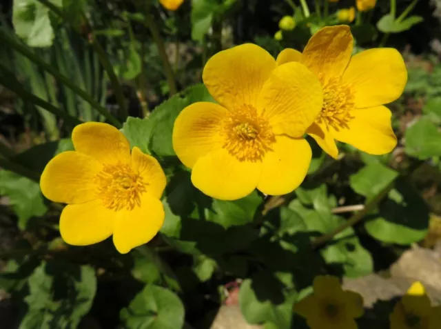 Sumpfdotterblume (Caltha palustris), 350 Samen