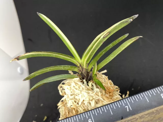 (BIN)Neofinetia falcata(japaneseorchids)stripe/MOMOYAMA-NISHIKI 桃山錦