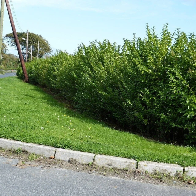 70 GREEN PRIVET Hedging Plants Ligustrum Hedge 30-40cm,Dense Evergreen ...