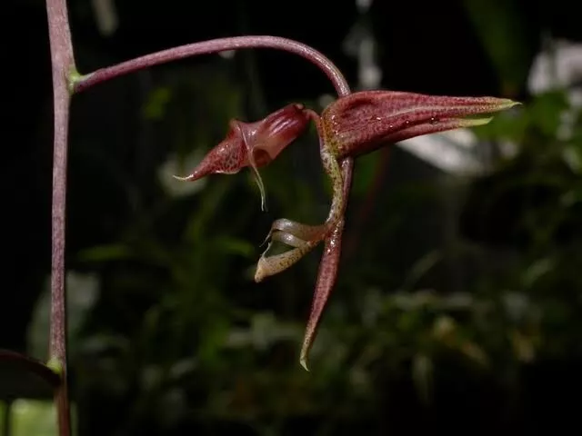 Species Orchid - Gongora gracilis