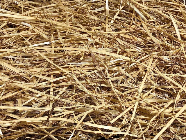 100% Natural Wheat Straw Grass, Animal Bedding and Farm Wheat Straw (4LB)